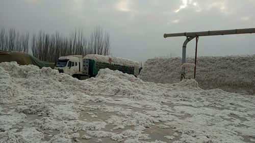 陕棉集团新疆君泽集团疫情防控和棉花收购两不误